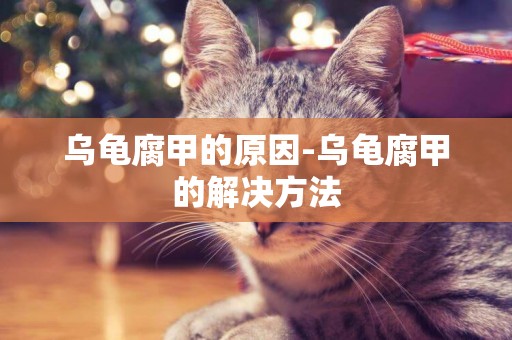 烏龜腐甲的原因-烏龜腐甲的解決方法