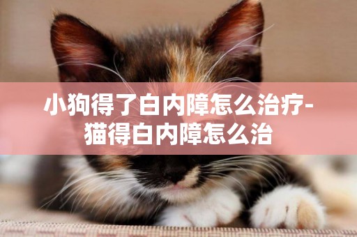 小狗得了白內障怎么治療-貓得白內障怎么治
