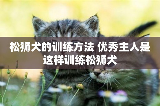 松獅犬的訓練方法 優秀主人是這樣訓練松獅犬