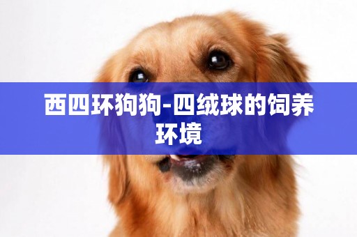 西四環狗狗-四絨球的飼養環境