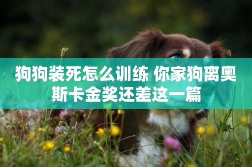 狗狗裝死怎么訓練 你家狗離奧斯卡金獎還差這一篇