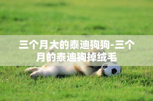 三個月大的泰迪狗狗-三個月的泰迪狗掉絨毛