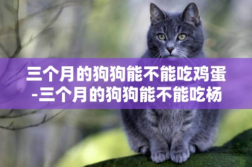 三個月的狗狗能不能吃雞蛋-三個月的狗狗能不能吃楊梅