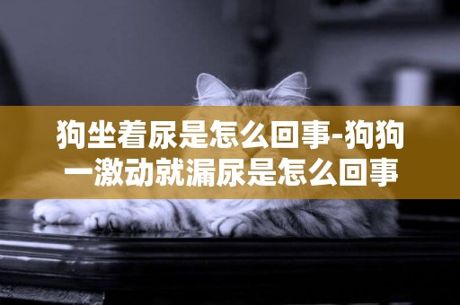 狗坐著尿是怎么回事-狗狗一激動就漏尿是怎么回事