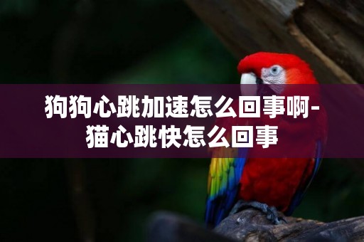 狗狗心跳加速怎么回事啊-貓心跳快怎么回事
