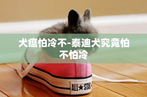 犬瘟怕冷不-泰迪犬究竟怕不怕冷