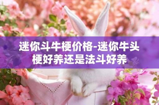 迷你斗牛梗價格-迷你牛頭梗好養還是法斗好養