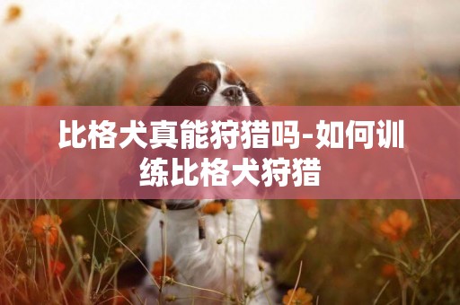 比格犬真能狩獵嗎-如何訓練比格犬狩獵