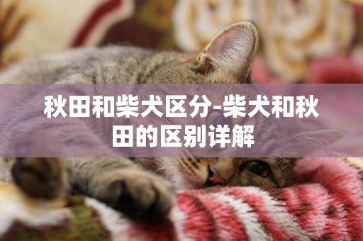 秋田和柴犬區分-柴犬和秋田的區別詳解