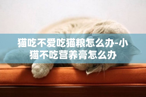 貓吃不愛吃貓糧怎么辦-小貓不吃營養膏怎么辦