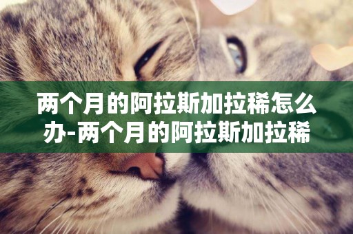 兩個月的阿拉斯加拉稀怎么辦-兩個月的阿拉斯加拉稀吃什么食物