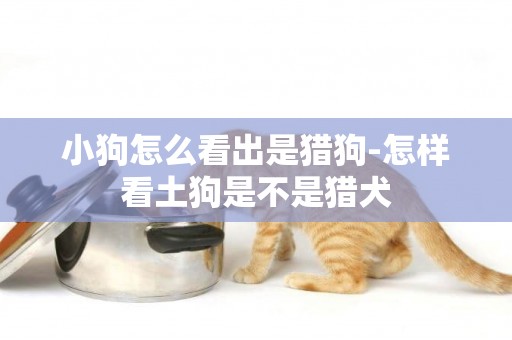 小狗怎么看出是獵狗-怎樣看土狗是不是獵犬