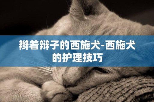 辮著辯子的西施犬-西施犬的護理技巧