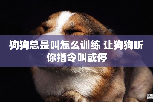 狗狗總是叫怎么訓練 讓狗狗聽你指令叫或停
