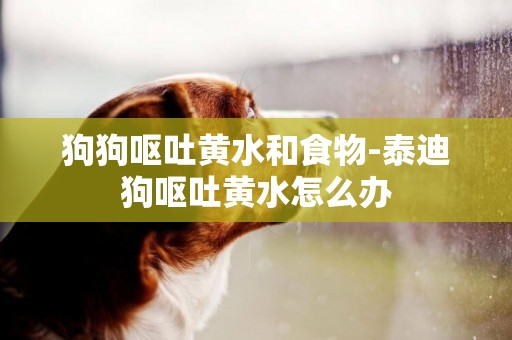 狗狗嘔吐黃水和食物-泰迪狗嘔吐黃水怎么辦