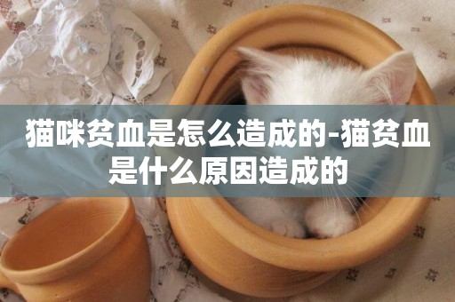 貓咪貧血是怎么造成的-貓貧血是什么原因造成的