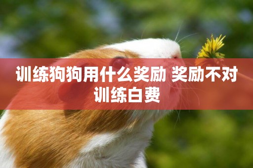 訓練狗狗用什么獎勵 獎勵不對訓練白費