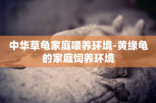 中華草龜家庭喂養環境-黃緣龜的家庭飼養環境