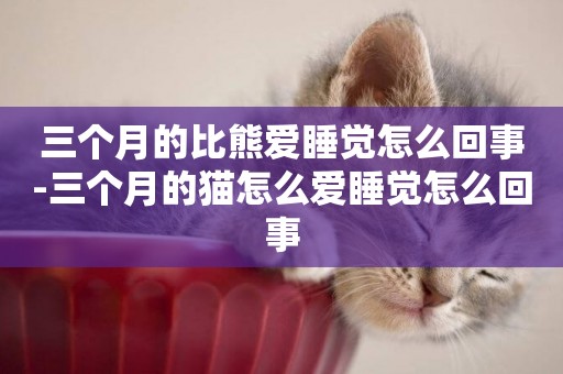 三個月的比熊愛睡覺怎么回事-三個月的貓怎么愛睡覺怎么回事