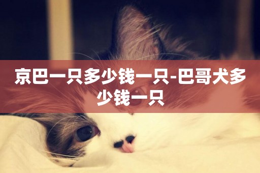 京巴一只多少錢一只-巴哥犬多少錢一只