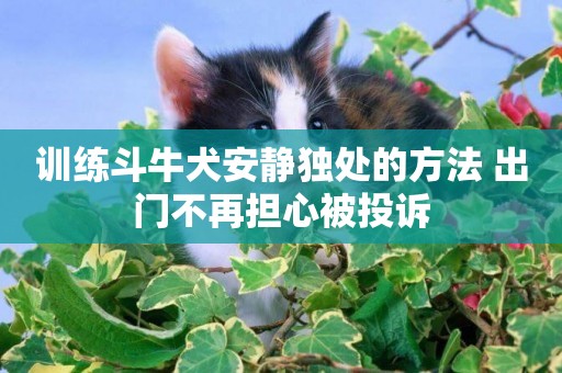 訓練斗牛犬安靜獨處的方法 出門不再擔心被投訴
