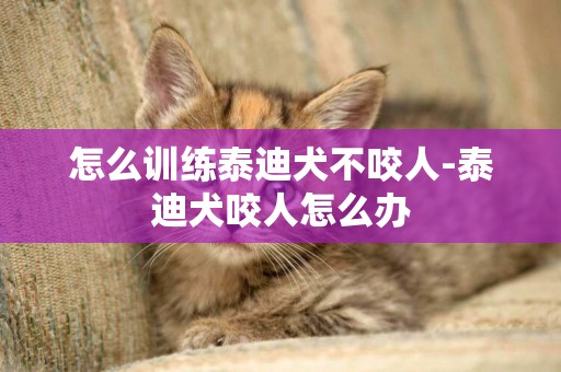 怎么訓練泰迪犬不咬人-泰迪犬咬人怎么辦