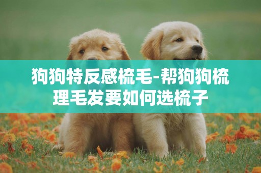 狗狗特反感梳毛-幫狗狗梳理毛發要如何選梳子