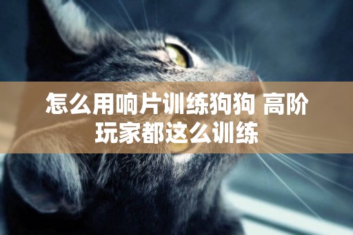 怎么用響片訓練狗狗 高階玩家都這么訓練