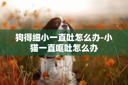 狗得細小一直吐怎么辦-小貓一直嘔吐怎么辦