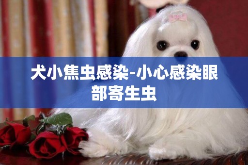 犬小焦蟲感染-小心感染眼部寄生蟲
