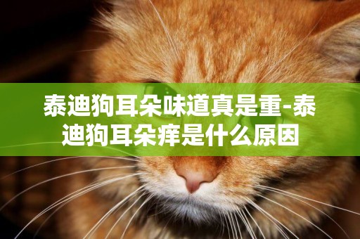泰迪狗耳朵味道真是重-泰迪狗耳朵癢是什么原因