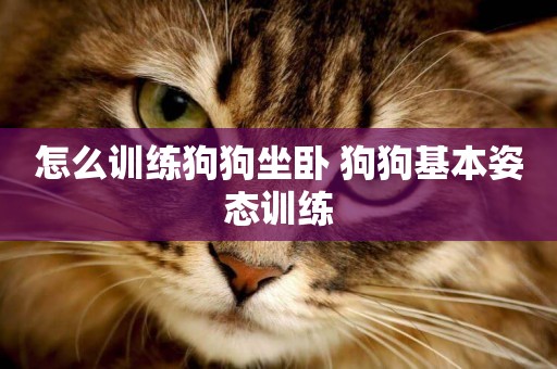 怎么訓練狗狗坐臥 狗狗基本姿態訓練