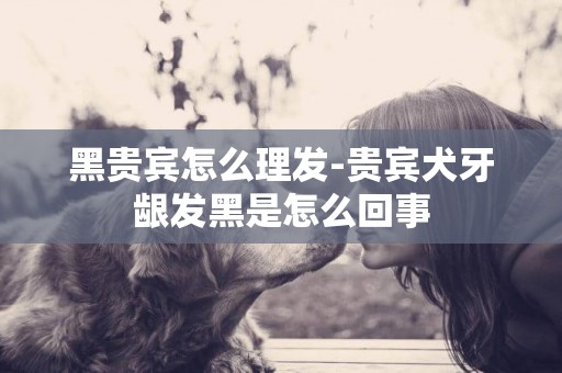 黑貴賓怎么理發-貴賓犬牙齦發黑是怎么回事