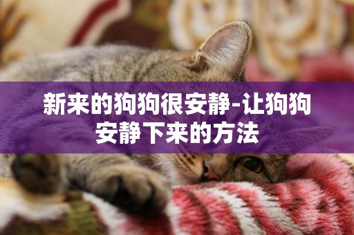 新來的狗狗很安靜-讓狗狗安靜下來的方法