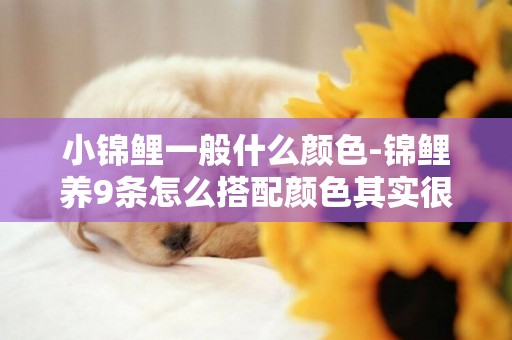 小錦鯉一般什么顏色-錦鯉養9條怎么搭配顏色其實很有講究