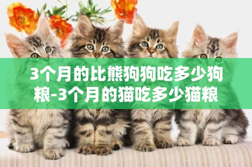 3個月的比熊狗狗吃多少狗糧-3個月的貓吃多少貓糧