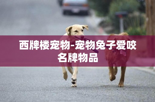 西牌樓寵物-寵物兔子愛咬名牌物品
