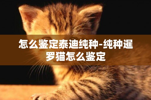 怎么鑒定泰迪純種-純種暹羅貓怎么鑒定