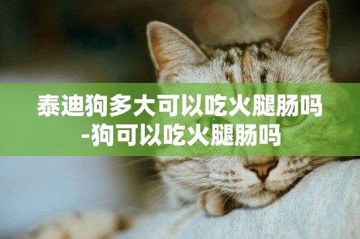 泰迪狗多大可以吃火腿腸嗎-狗可以吃火腿腸嗎