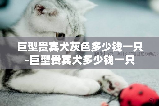 巨型貴賓犬灰色多少錢一只-巨型貴賓犬多少錢一只