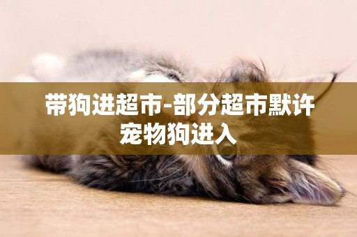 帶狗進超市-部分超市默許寵物狗進入