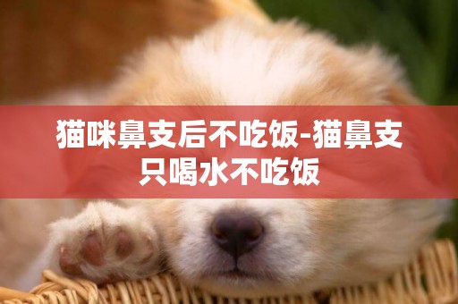 貓咪鼻支后不吃飯-貓鼻支只喝水不吃飯