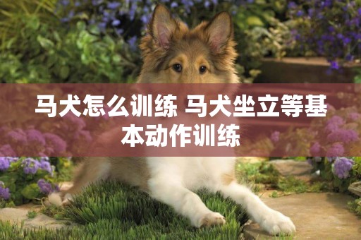 馬犬怎么訓練 馬犬坐立等基本動作訓練