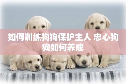如何訓練狗狗保護主人 忠心狗狗如何養成