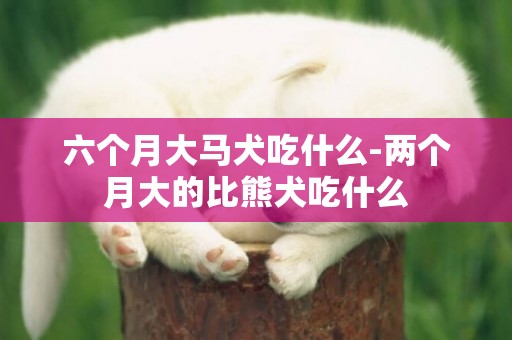 六個月大馬犬吃什么-兩個月大的比熊犬吃什么