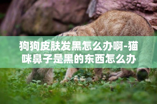 狗狗皮膚發黑怎么辦啊-貓咪鼻子是黑的東西怎么辦