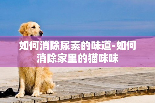 如何消除尿素的味道-如何消除家里的貓咪味