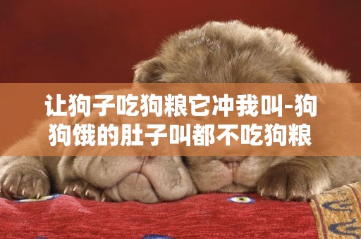 讓狗子吃狗糧它沖我叫-狗狗餓的肚子叫都不吃狗糧