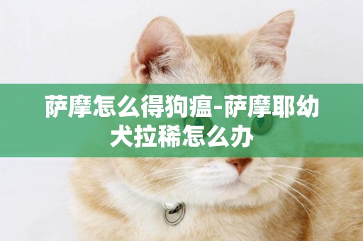 薩摩怎么得狗瘟-薩摩耶幼犬拉稀怎么辦