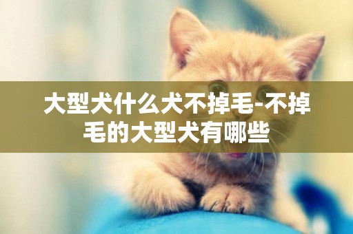 大型犬什么犬不掉毛-不掉毛的大型犬有哪些
